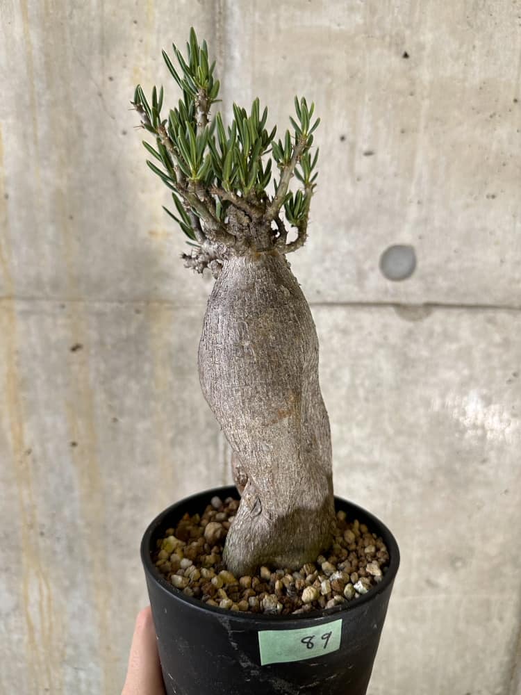 パキポディウム ビスピノーサム　巨大　低身まんまる　発根済み パキポディウム ビスピノーサム 巨大 発根済み 【公式通販】