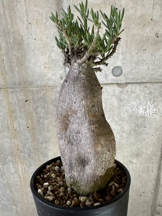 【現品限り】パキポディウム・ビスピノーサム 2年以上管理 発根済み【B89】 Pachypodium bispinosum