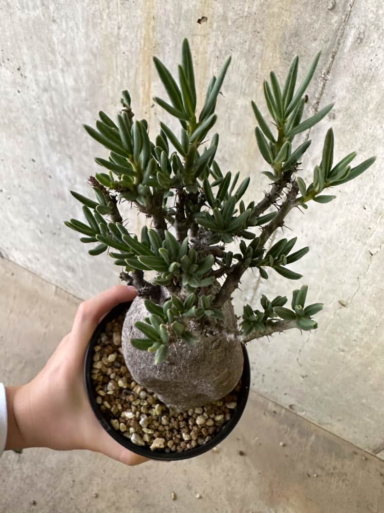 【現品限り】パキポディウム・ビスピノーサム 2年以上管理 発根済み【B89】 Pachypodium bispinosum