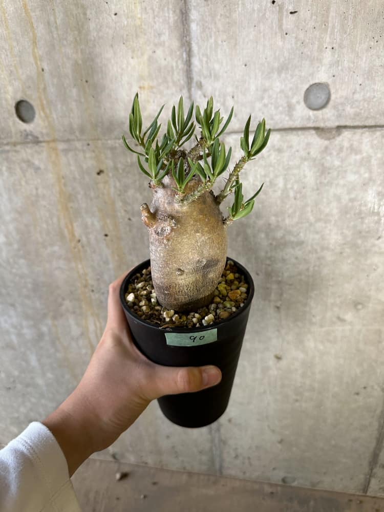 【現品限り】パキポディウム・ビスピノーサム 2年以上管理 発根済み【B90】 Pachypodium bispinosum