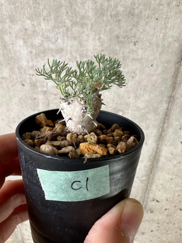 現品限り】モンソニア・ぺニクリナム【C1】 Monsonia peniculinum 塊根