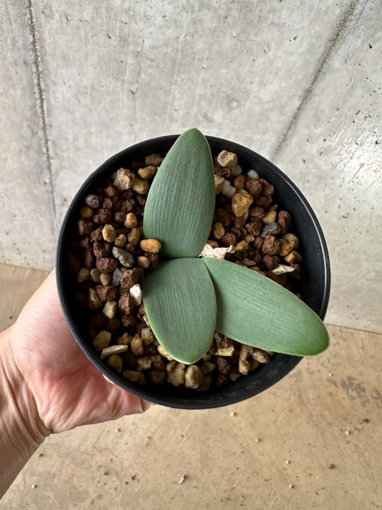 【現品限り】ブルンスヴィギア・プルクラ【C16】 Brunsvigia pulchra