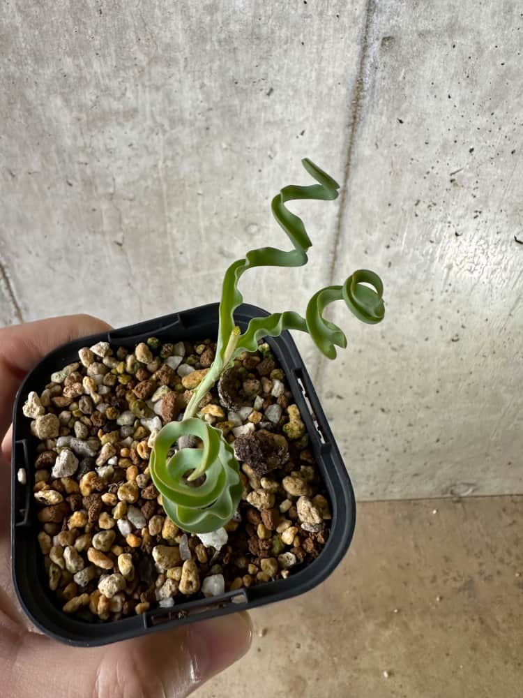 【現品限り】ディプカディ・クリスプム【C23】 Dipcadi crispum