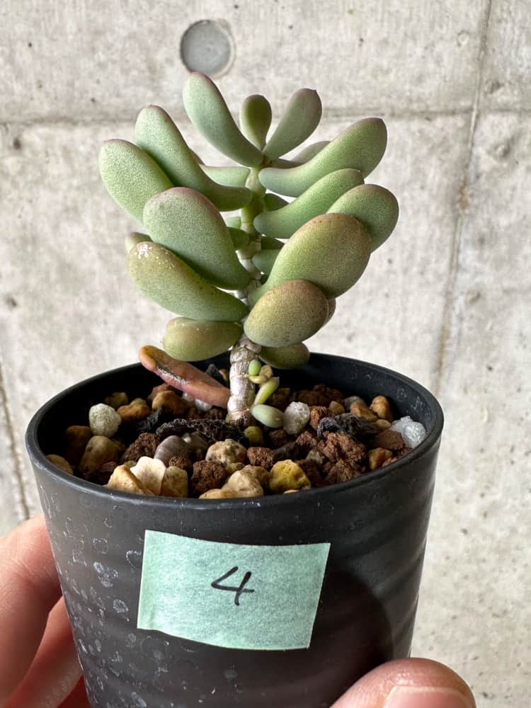 現品限り】ケラリア・ピグマエア 実生【C4】 Ceraria pygmaea 塊根植物
