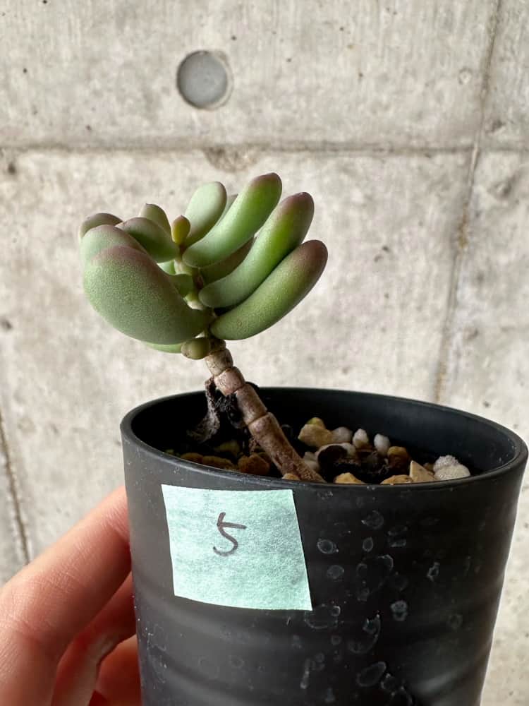 現品限り】ケラリア・ピグマエア 実生【C5】 Ceraria pygmaea 塊根植物