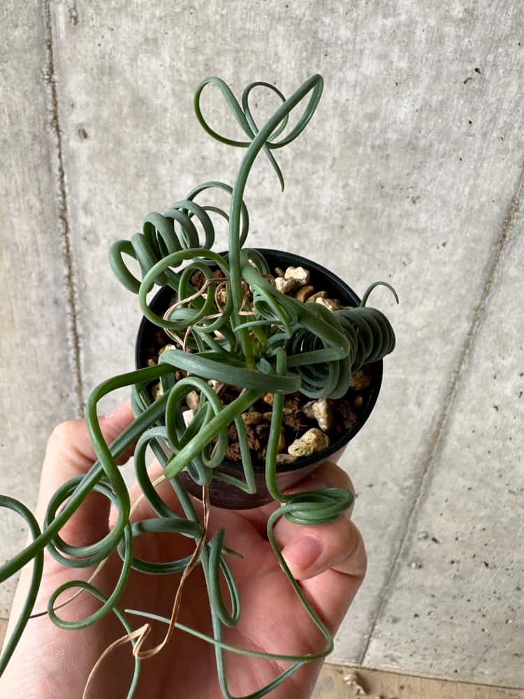 【現品限り】アルブカ・スピラリス【C6】 Albuca spiralis