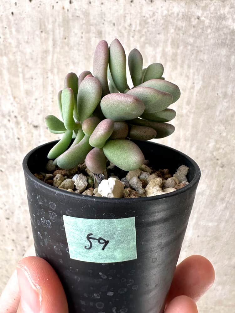 現品限り】ケラリア・ピグマエア 実生【C59】 Ceraria pygmaea 塊根