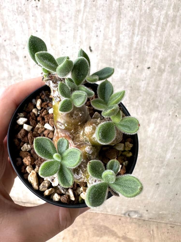 【現品限り】チレコドン・レウコスリクス【C66】 Tylecodon leucothrix
