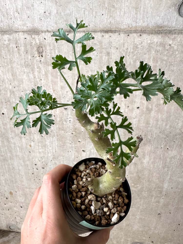 【現品限り】ペラルゴニウム・クリズミフォリウム 挿し木【C67】 Pelargonium crithmifolium