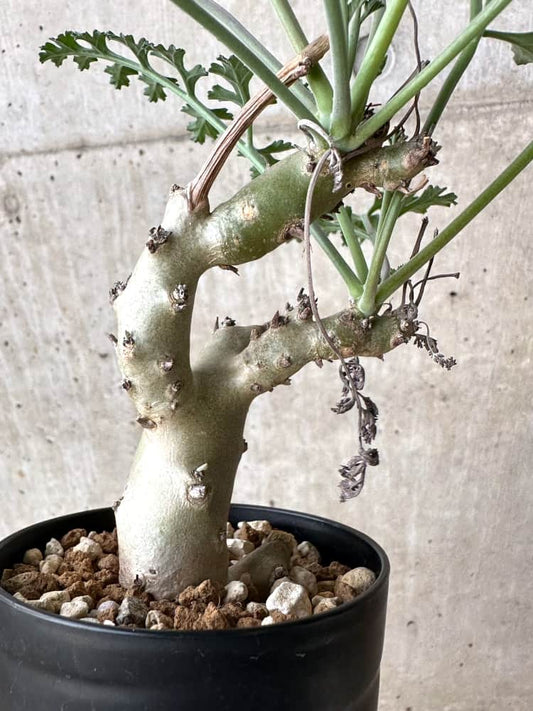 【現品限り】ペラルゴニウム・クリズミフォリウム 挿し木【C68】 Pelargonium crithmifolium