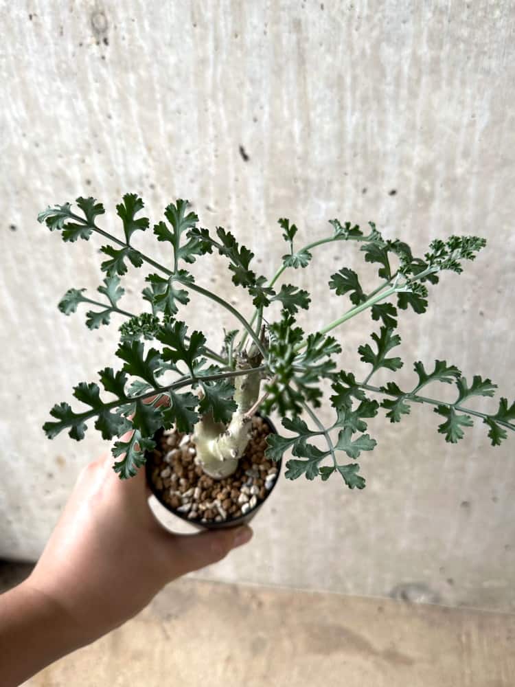 【現品限り】ペラルゴニウム・クリズミフォリウム 挿し木【C68】 Pelargonium crithmifolium