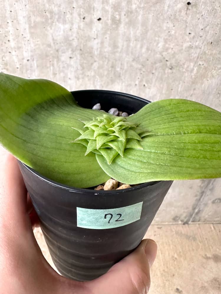 現品限り】マッソニア・ビフォリア【C72】 Massonia bifolia 塊根植物