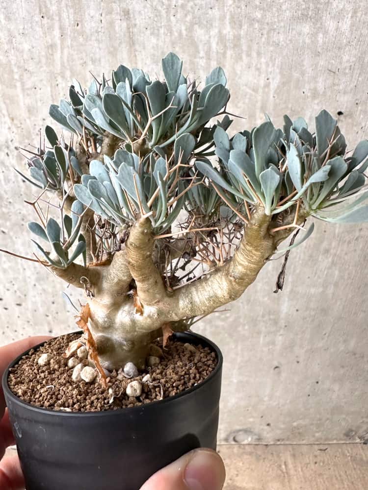 【現品限り】オトンナ・ユーフォルビオイデス【C73】 Othonna euphorbioides