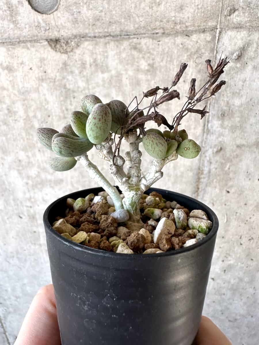 【現品限り】チレコドン・sp ノヴァ【D1】 Tylecodon sp nova