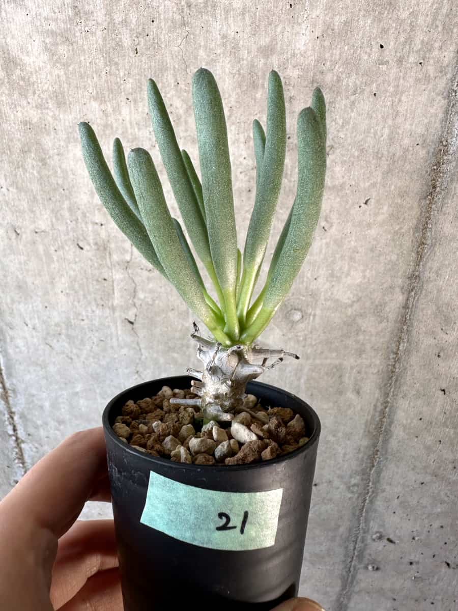 現品限り】チレコドン・ワリチー【D21】 Tylecodon wallichii 塊根植物 