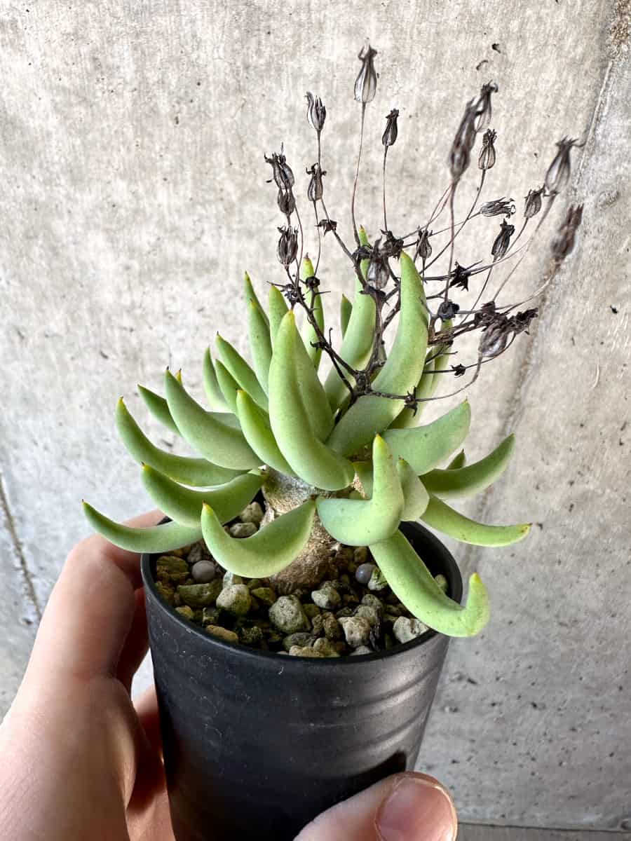 【現品限り】チレコドン・レティキュラーツス 万物想【D26】 Tylecodon reticulatus