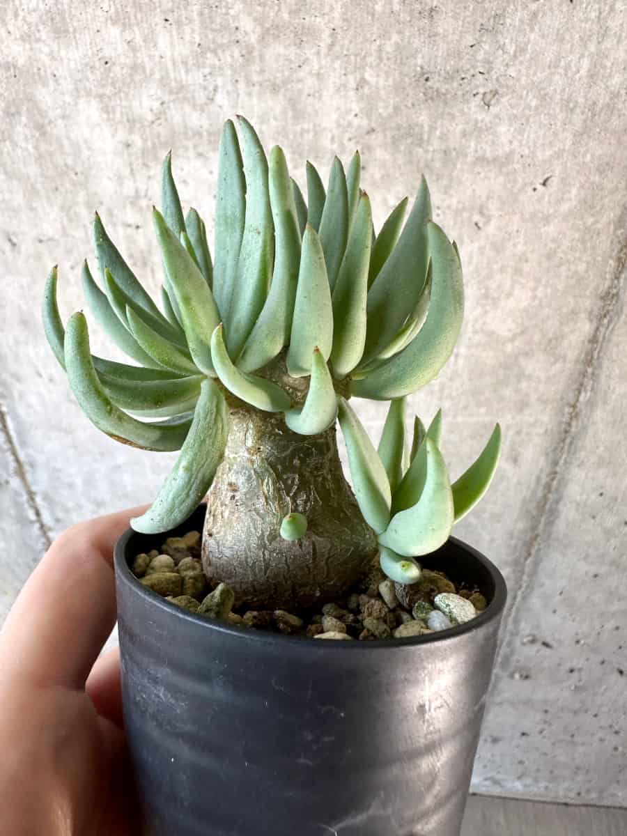 【現品限り】チレコドン・レティキュラーツス 万物想【D27】 Tylecodon reticulatus