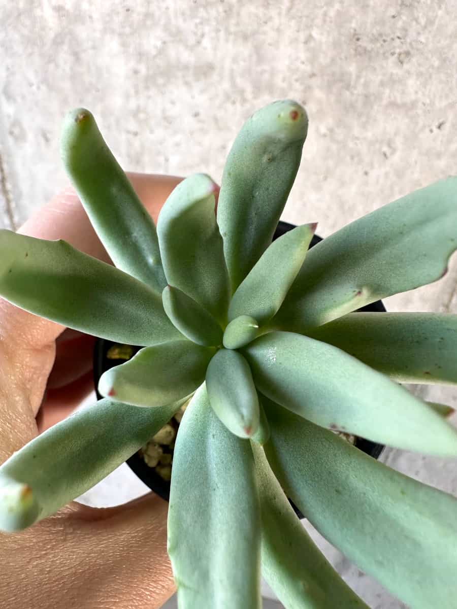 【現品限り】チレコドン・レティキュラーツス 万物想【D30】 Tylecodon reticulatus