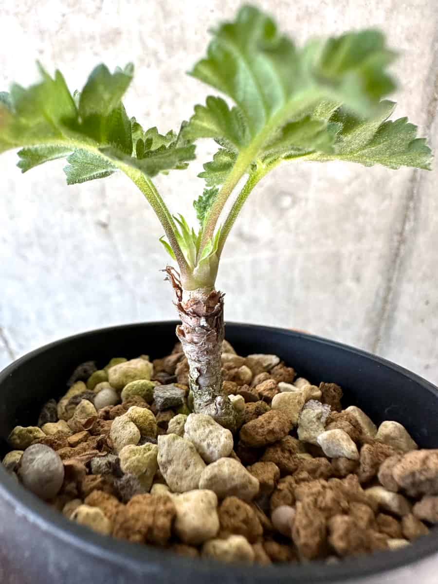 【現品限り】ペラルゴニウム・ボウケリ【D31】 Pelargonium bowkeri(Polyactium)