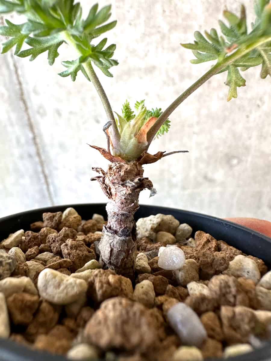【現品限り】ペラルゴニウム・ボウケリ【D33】 Pelargonium bowkeri(Polyactium)
