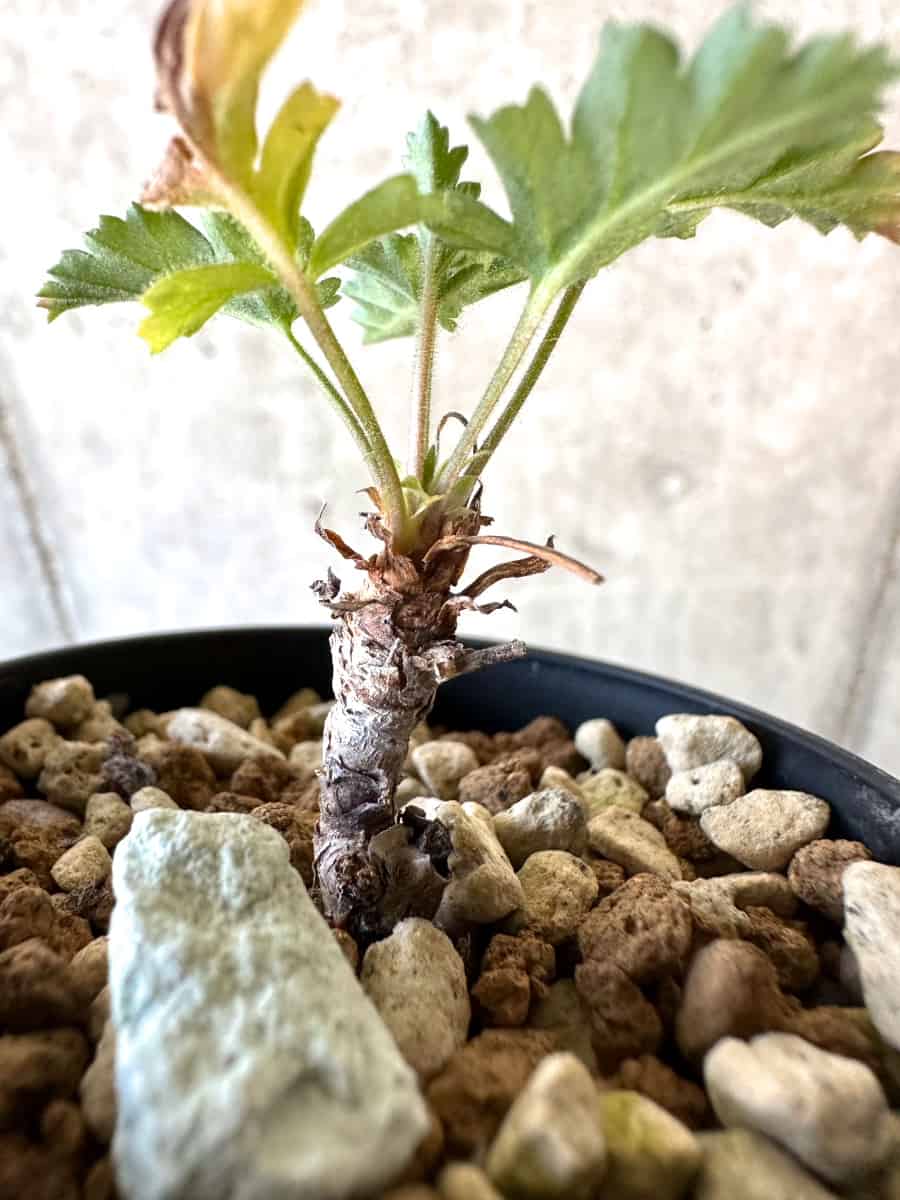 【現品限り】ペラルゴニウム・ボウケリ【D34】 Pelargonium bowkeri(Polyactium)