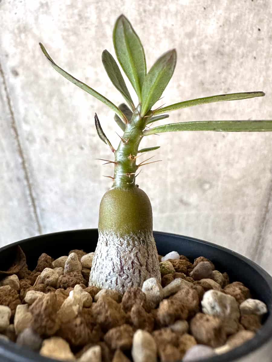 【現品限り】パキポディウム・サキュレンタム【D39】 Pachypodium succulentum