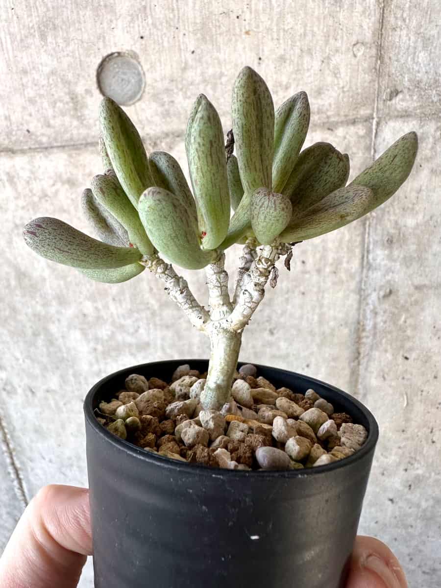 【現品限り】チレコドン・sp ノヴァ【D3】 Tylecodon sp nova