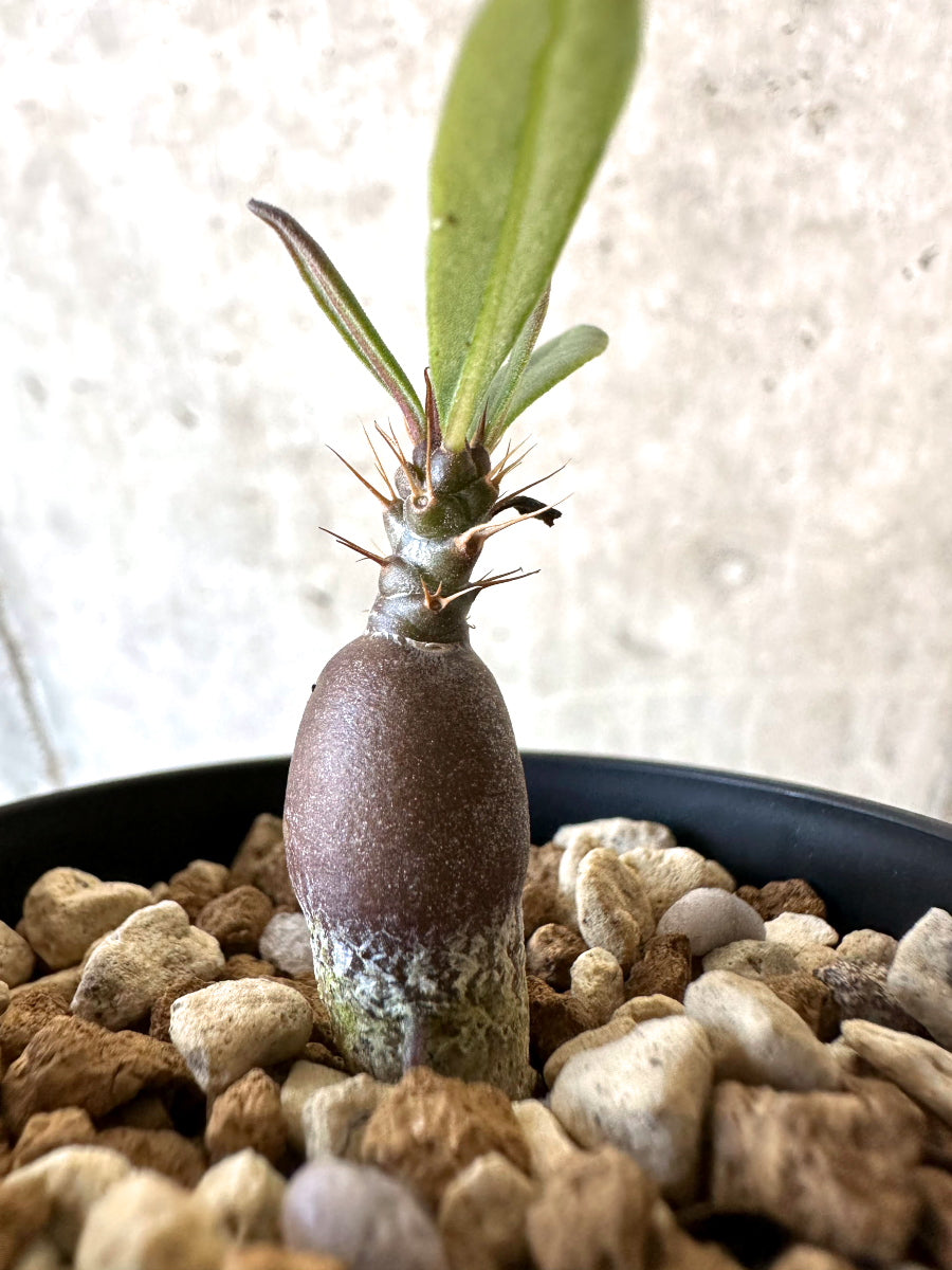 【現品限り】パキポディウム・サキュレンタム【D40】 Pachypodium succulentum