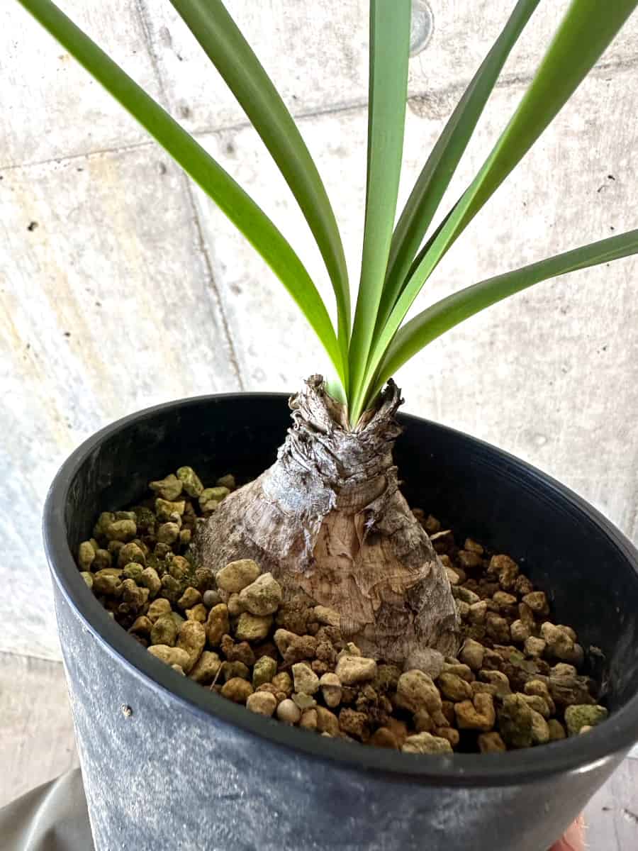 【現品限り】ブルンスヴィギア・グランディフローラ【D51】 Brunsvigia grandiflora