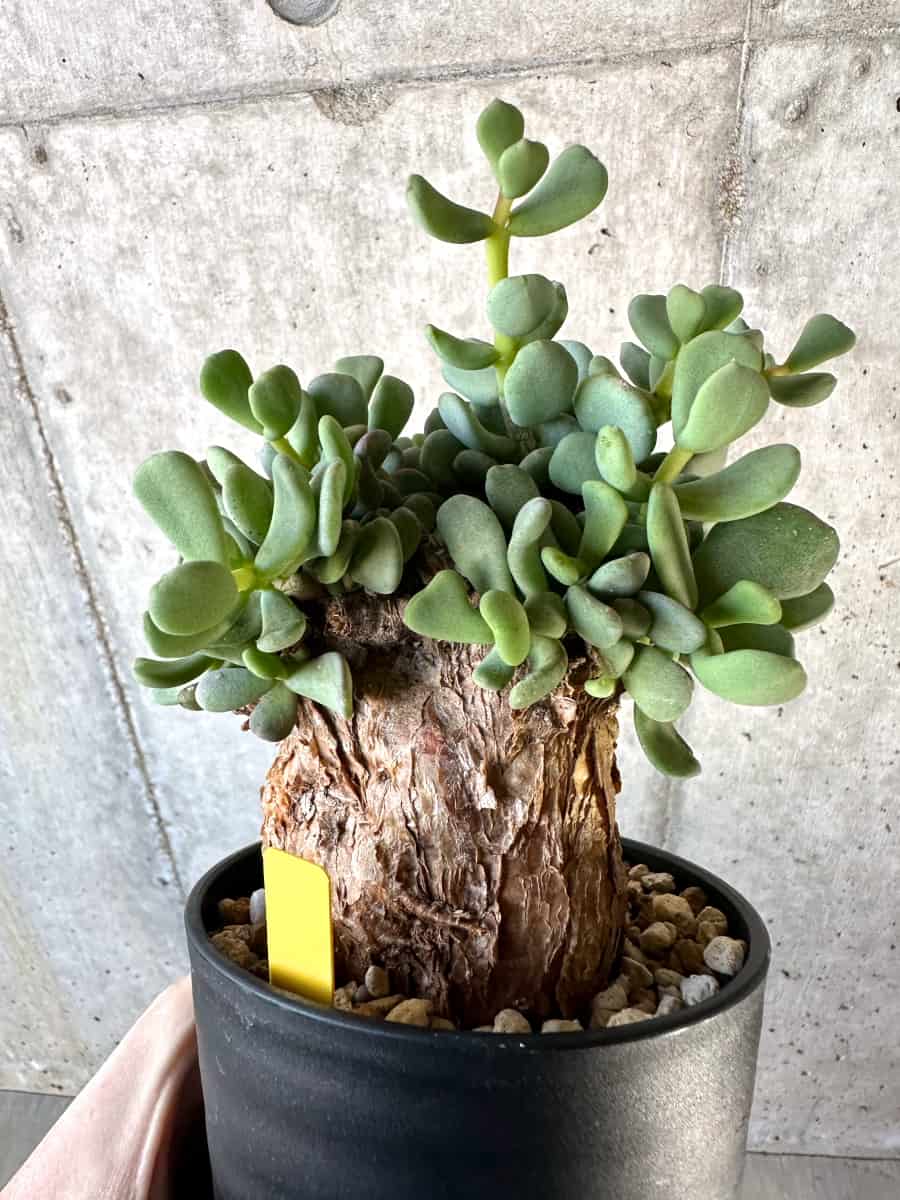 【現品限り】ケラリア・ピグマエア【D53】 Ceraria pygmaea