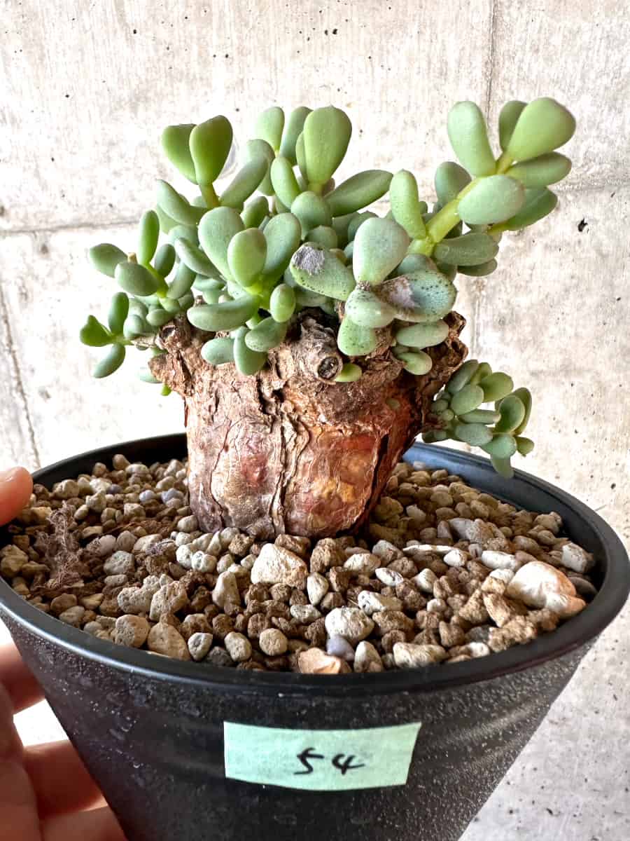 Ceraria pygmaea65・ 抜き苗 ケラリア ピグマエア ベアルート株