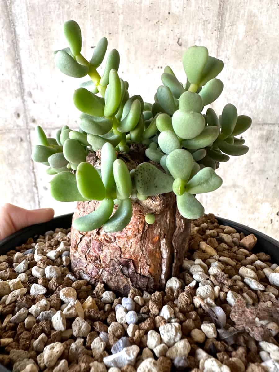 【現品限り】ケラリア・ピグマエア【D54】 Ceraria pygmaea