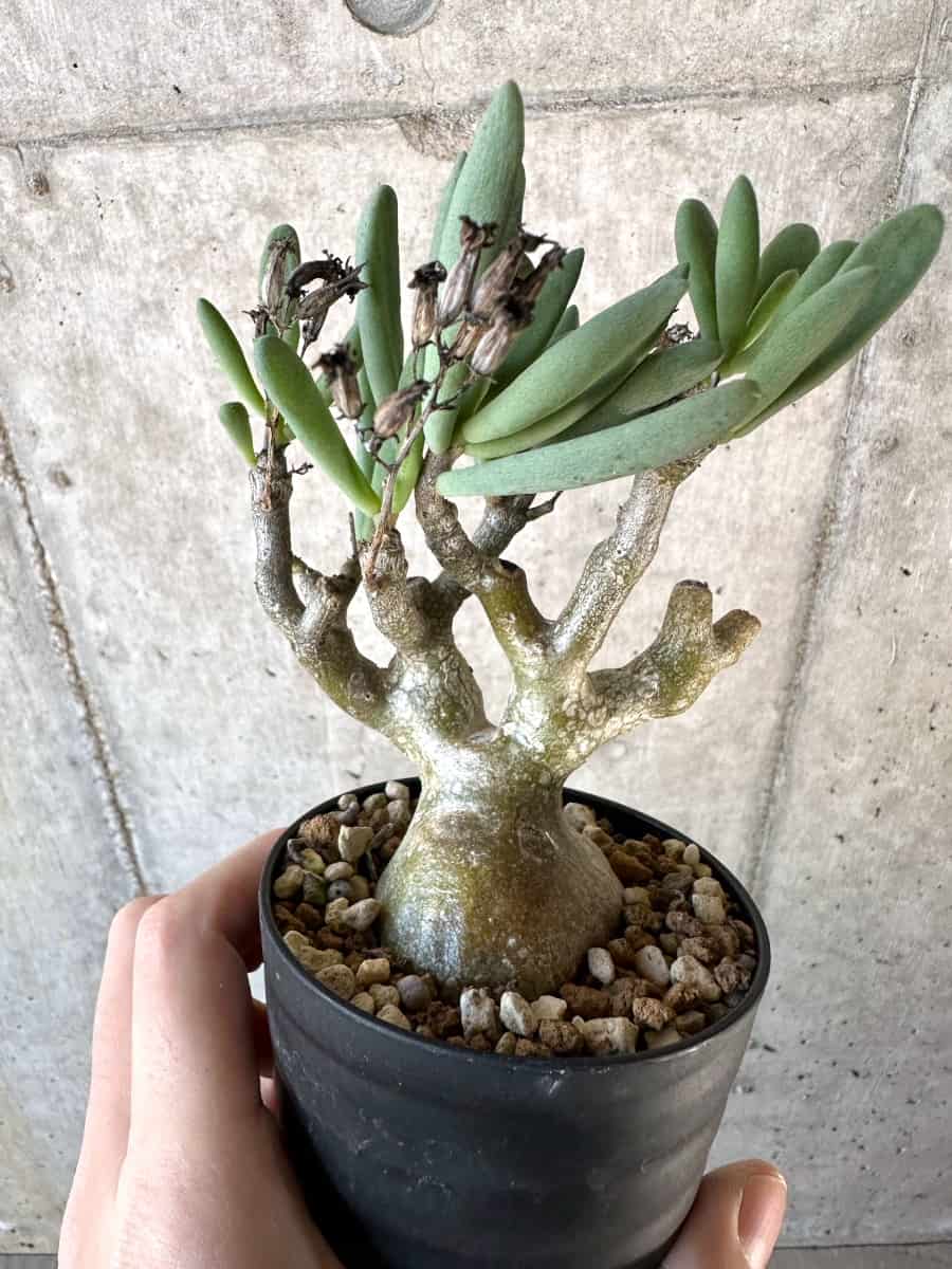 【現品限り】チレコドン・フラギリス【D56】 Tylecodon fragilis