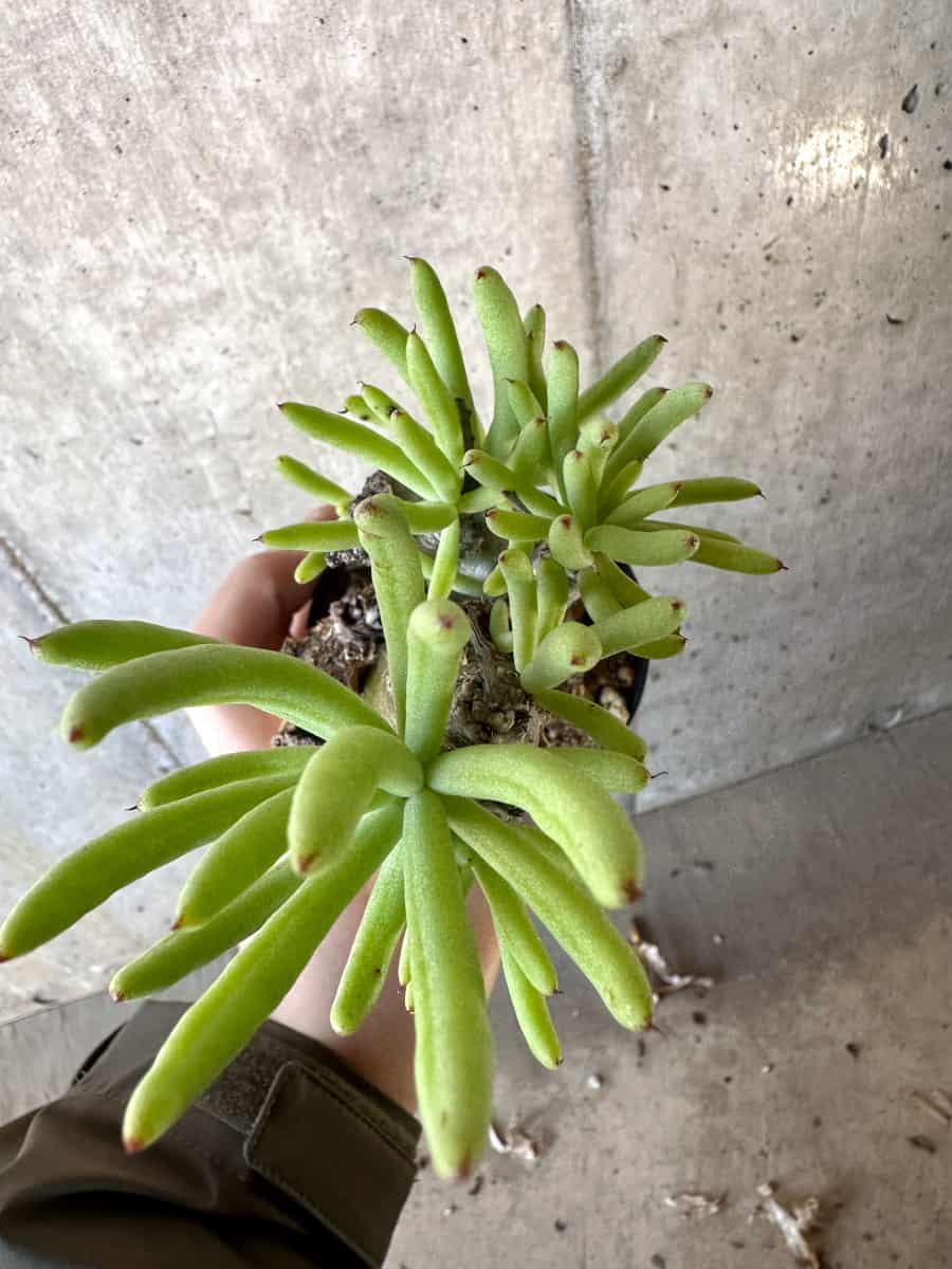【現品限り】チレコドン・ペアルソニー【D58】 Tylecodon pearsonii