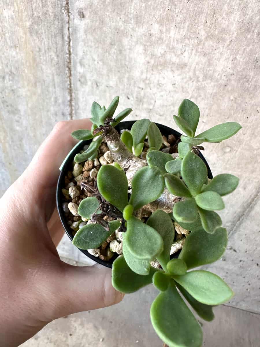 【現品限り】チレコドン・トルローサス【D60】 Tylecodon torulosus