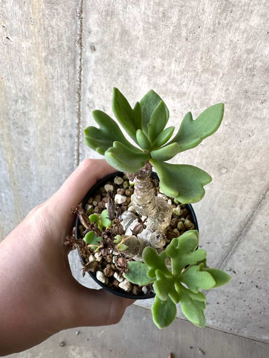 【現品限り】チレコドン・トルローサス【D61】 Tylecodon torulosus