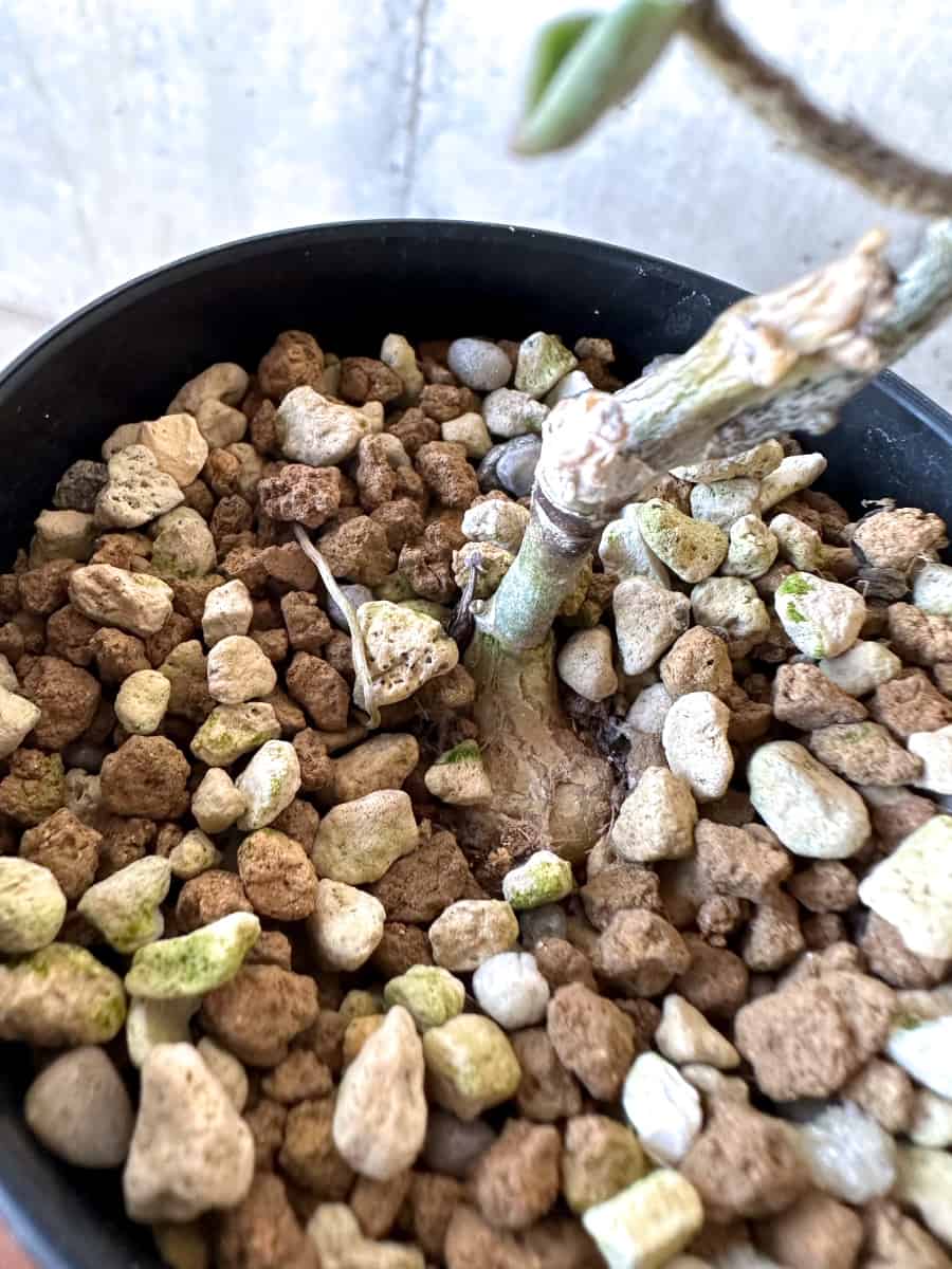 【現品限り】チレコドン・シミリス【D63】 Tylecodon similis