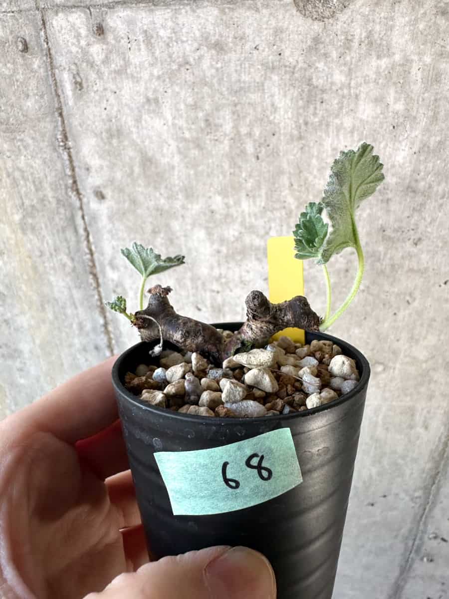 現品限り】ペラルゴニウム・ミラビレ 挿し木【D68】 Pelargonium