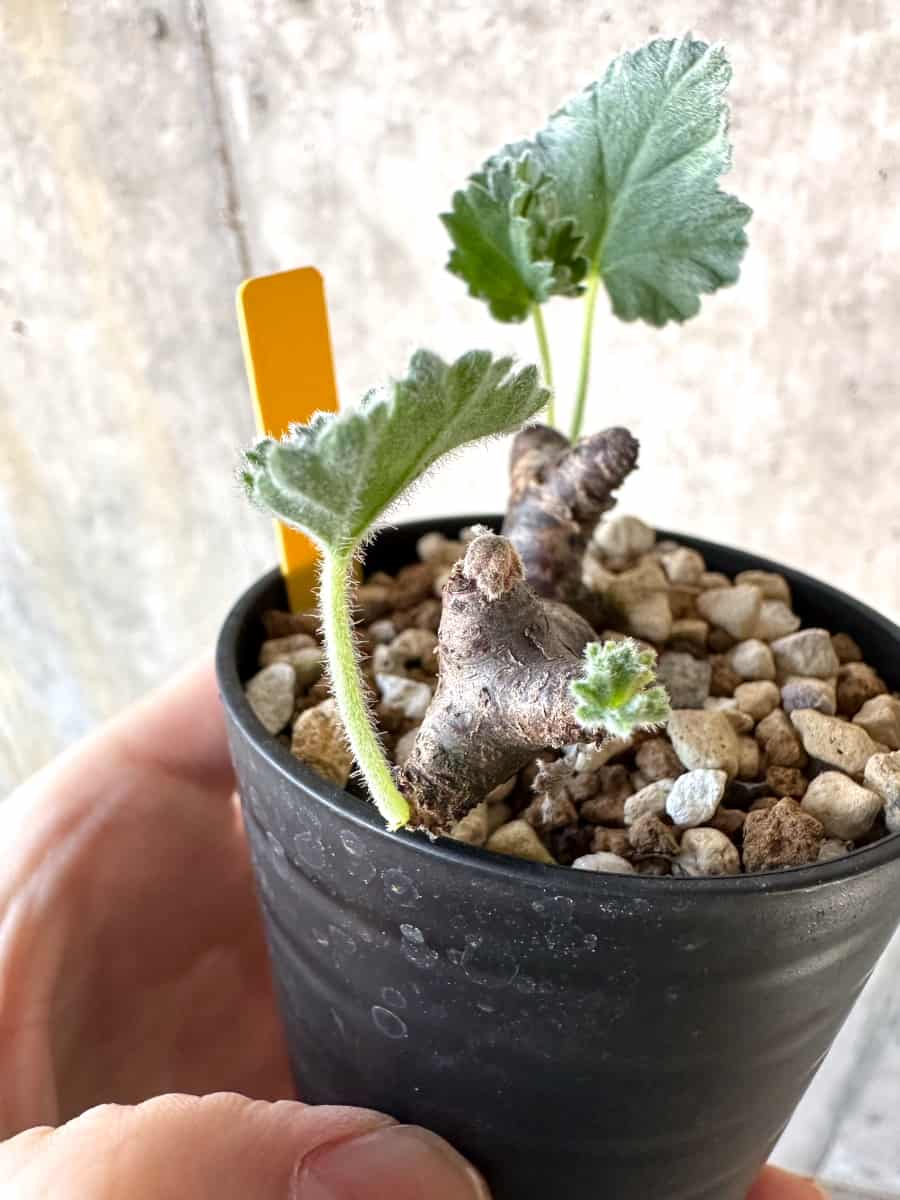 【現品限り】ペラルゴニウム・ミラビレ 挿し木【D68】 Pelargonium mirabile