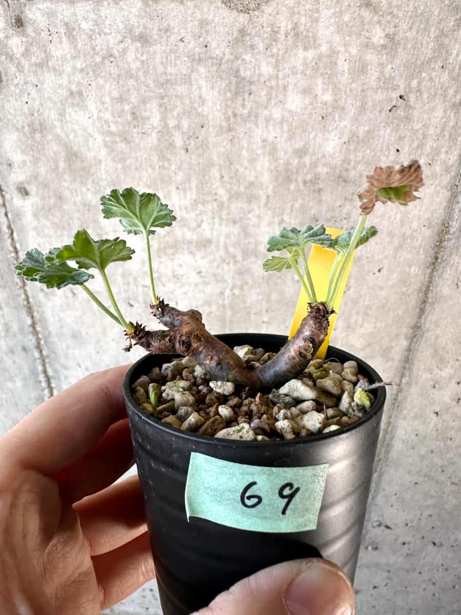 現品限り】ペラルゴニウム・ミラビレ 挿し木【D69】 Pelargonium
