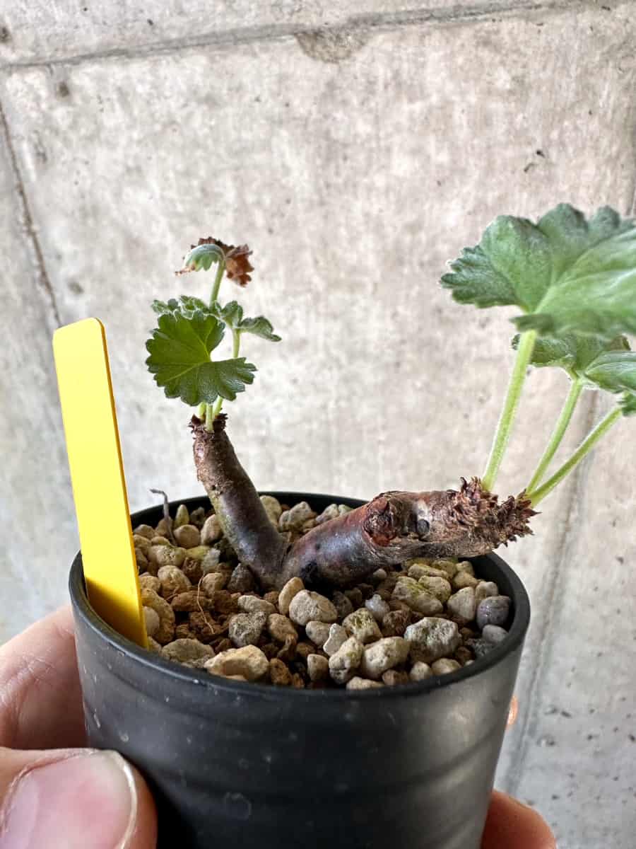 【現品限り】ペラルゴニウム・ミラビレ 挿し木【D69】 Pelargonium mirabile