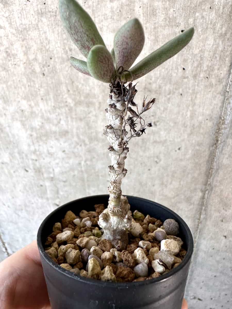 【現品限り】チレコドン・アウルスベルゲンシス【D6】 Tylecodon aurusbergensis