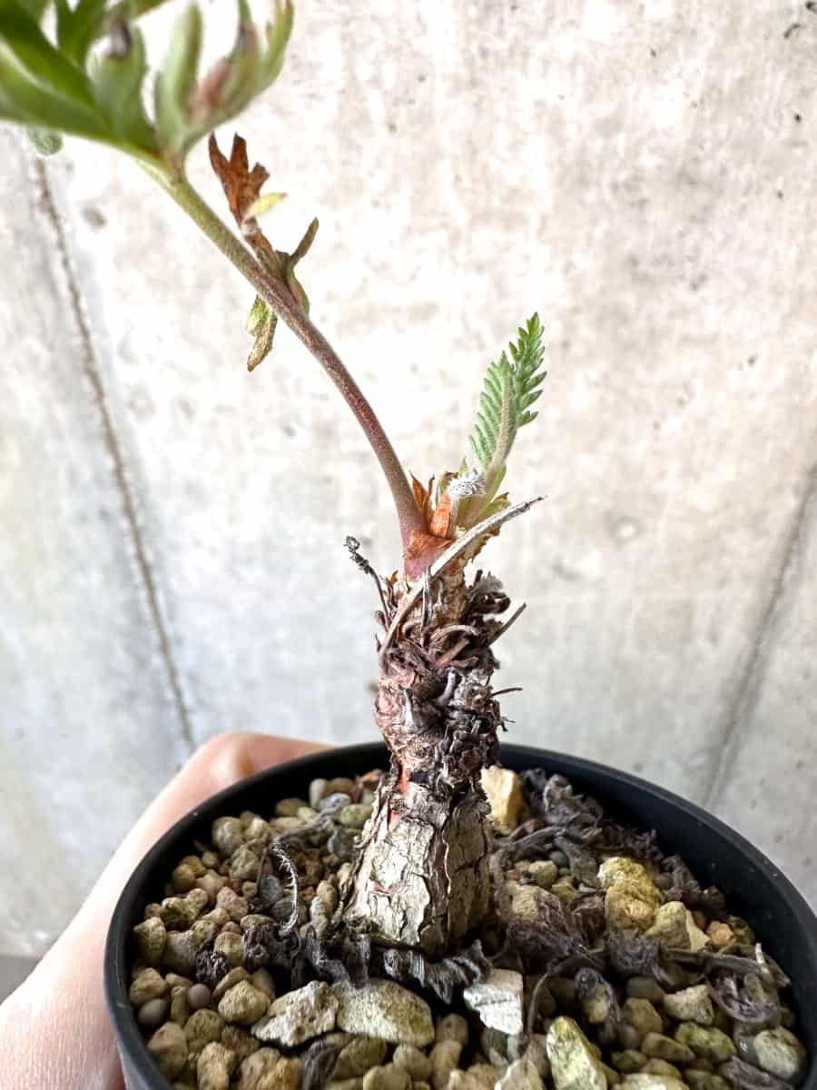 【現品限り】ペラルゴニウム・ボウケリ【D71】 Pelargonium bowkeri(Polyactium)