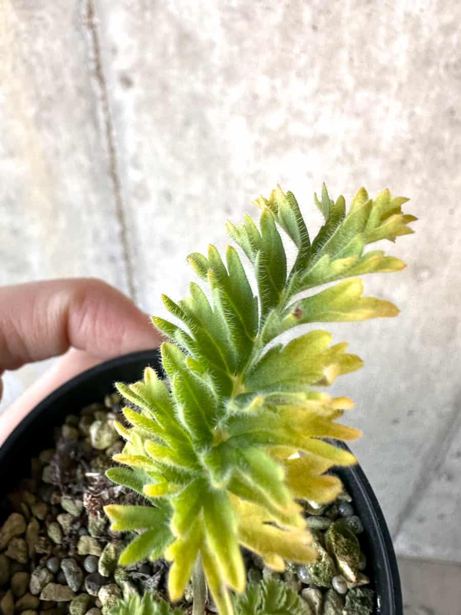 【現品限り】ペラルゴニウム・ボウケリ【D72】 Pelargonium bowkeri(Polyactium)