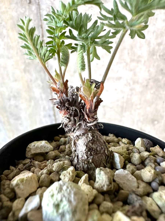 【現品限り】ペラルゴニウム・ボウケリ【D74】 Pelargonium bowkeri(Polyactium)