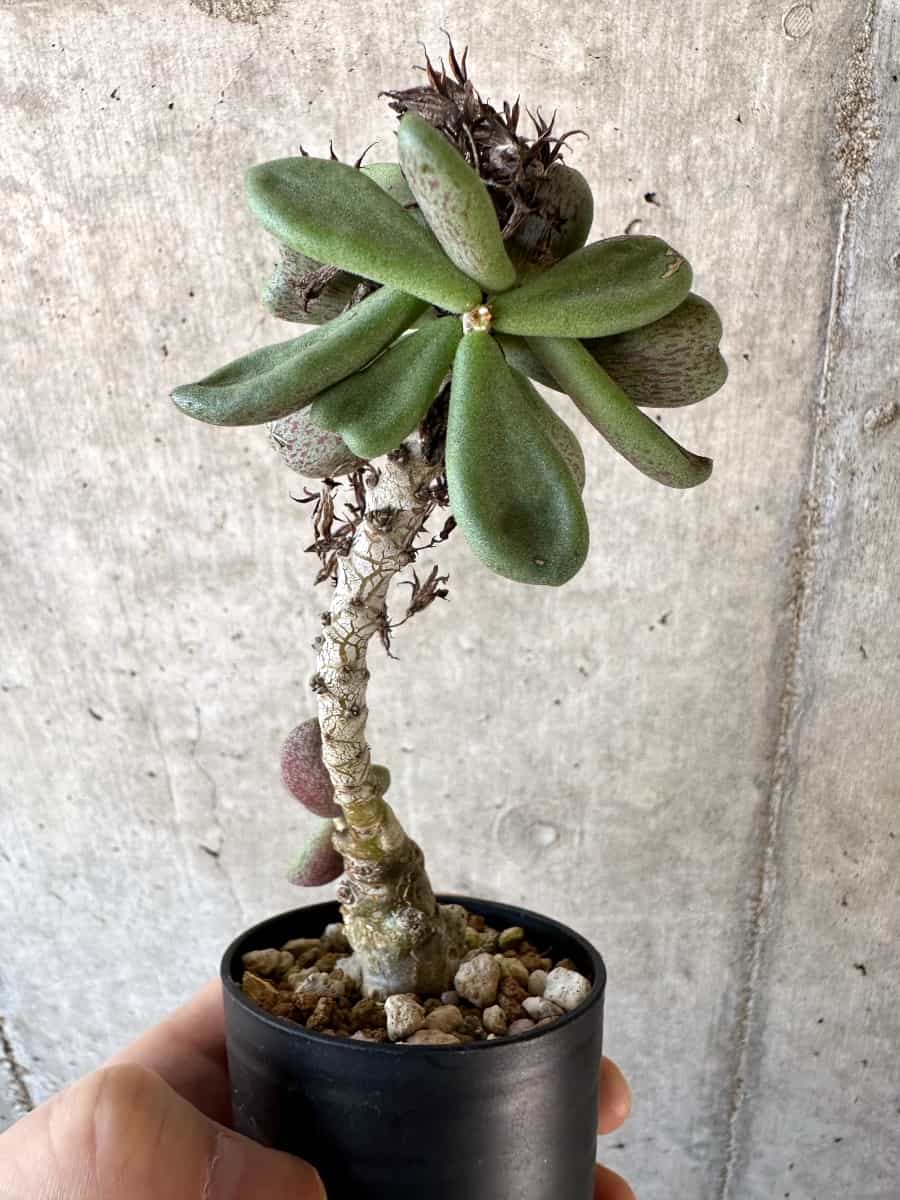 【現品限り】チレコドン・アウルスベルゲンシス【D7】 Tylecodon aurusbergensis