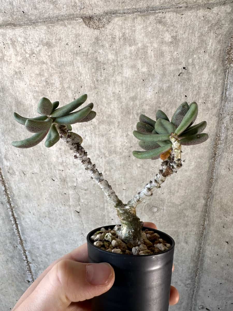 【現品限り】チレコドン・アウルスベルゲンシス【D9】 Tylecodon aurusbergensis