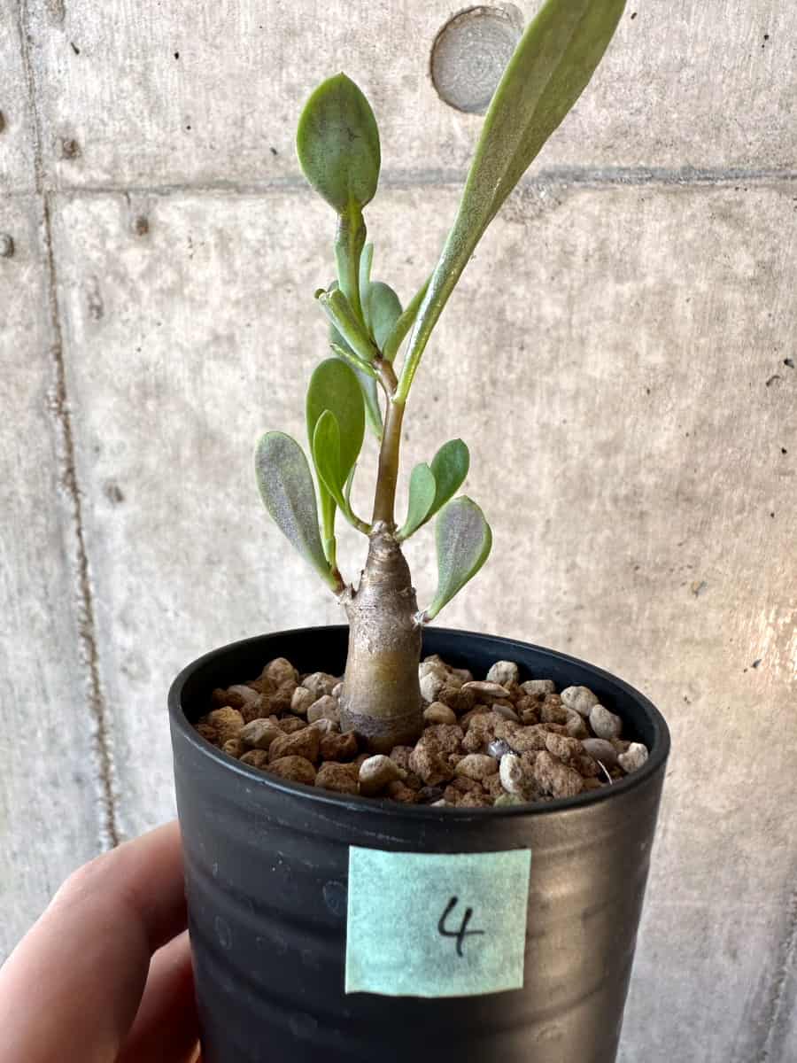 現品限り】オトンナ・マクロスペルマ【E4】 Othonna macrosperma 塊根
