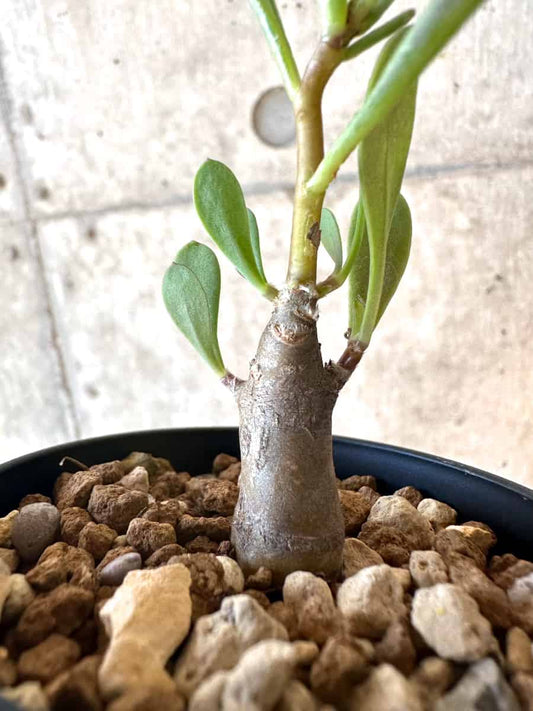 【現品限り】オトンナ・マクロスペルマ【E4】 Othonna macrosperma