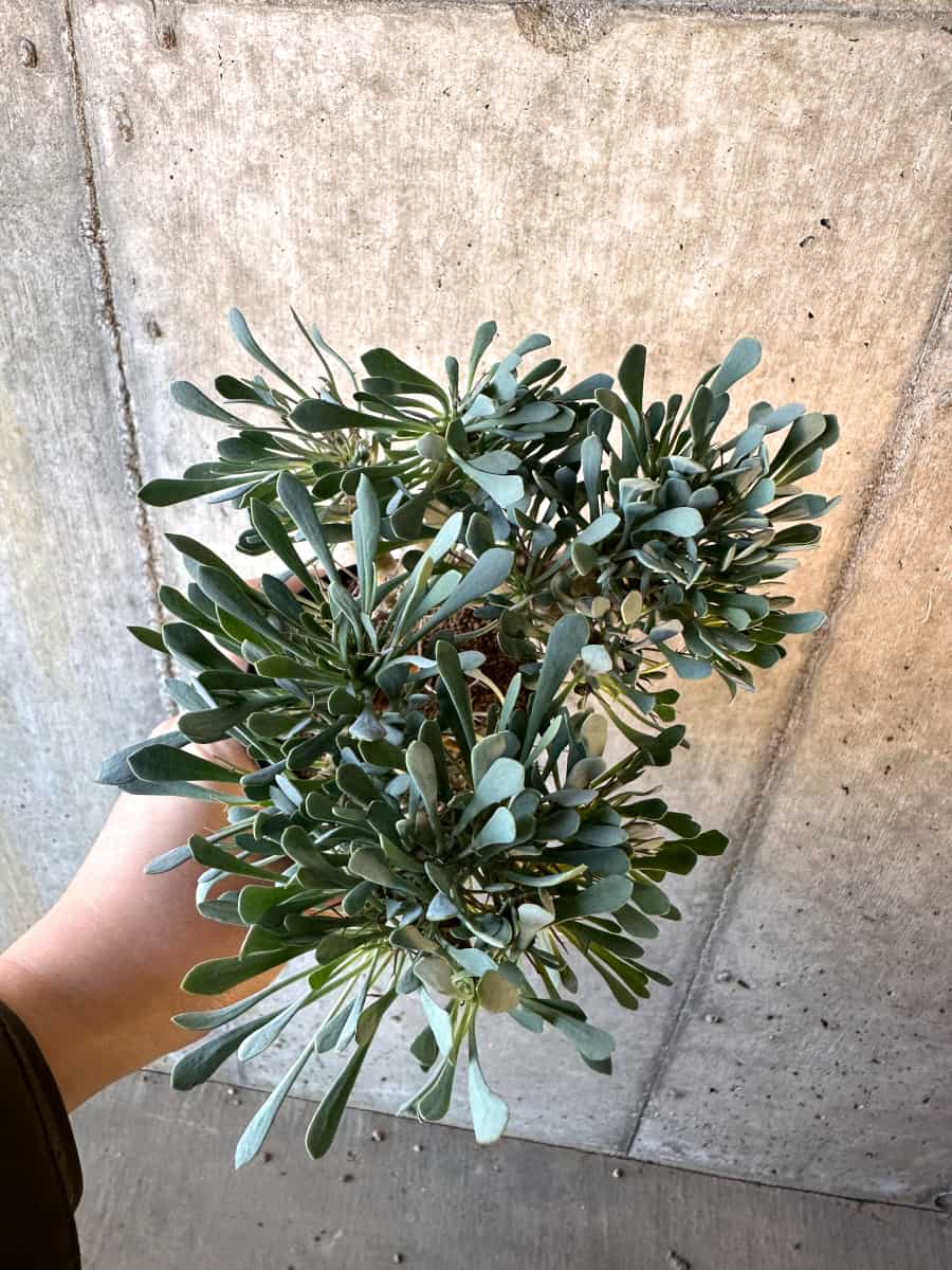 【現品限り】オトンナ・ユーフォルビオイデス【E55】 Othonna euphorbioides